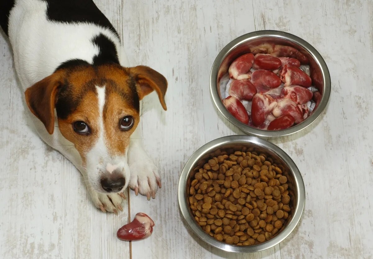 Учёные выяснили, как влияет на собак сухой корм и сырое мясо