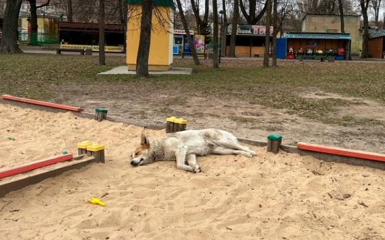 Администрация Климово выплатила 50 тыс рублей покусанной собакой женщине