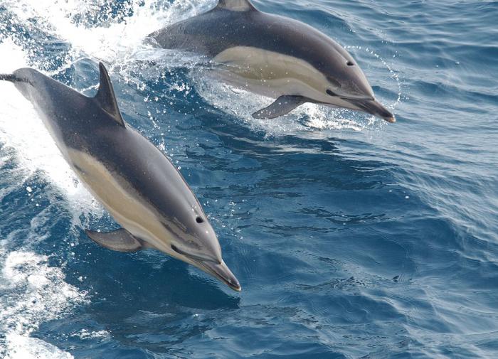 Эксперт назвал невозможным восстановление популяции дельфинов в Черноморском бассейне